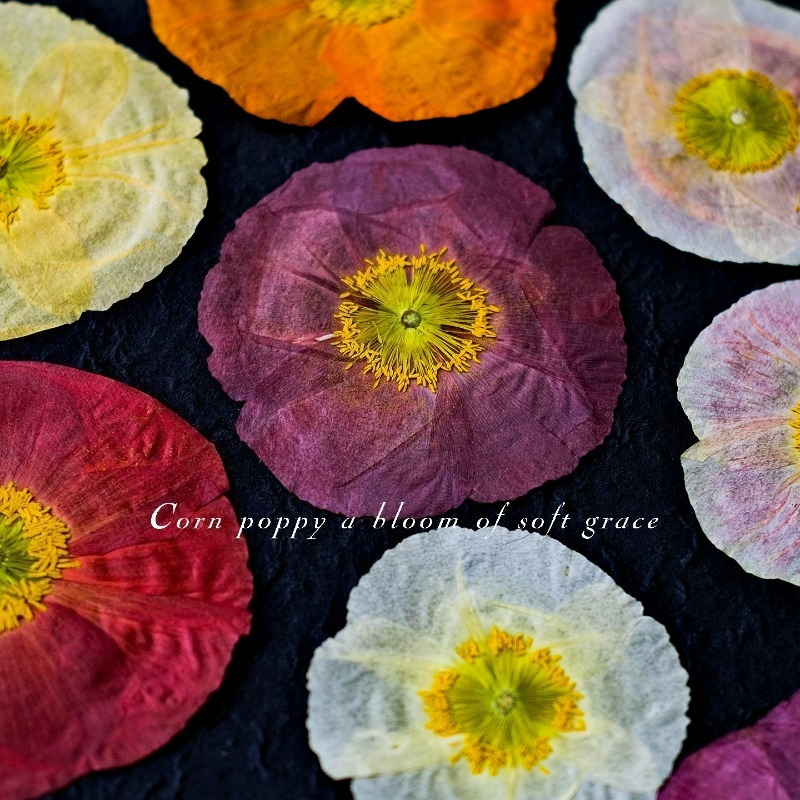 1pcs,Nature Field Poppy Presse - Resin Craft Ideas 리뷰 및 가격
