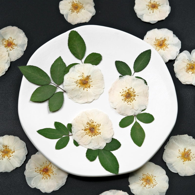 6pcs,9pcs,Nature White Rose Pr - Resin Craft Ideas 리뷰 및 가격