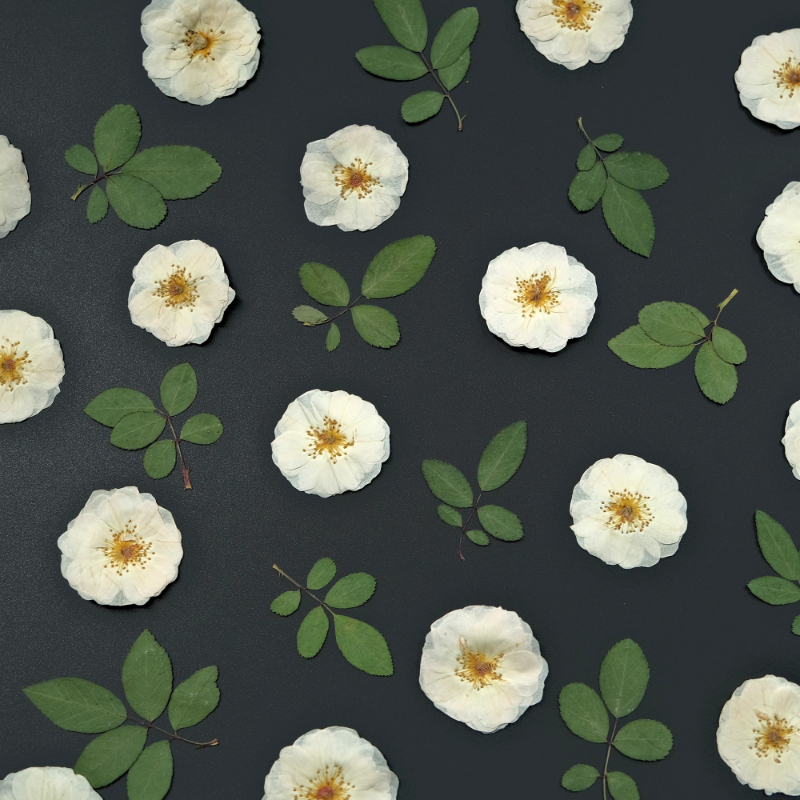 6pcs,9pcs,Nature White Rose Pr - Resin Craft Ideas 리뷰 및 가격