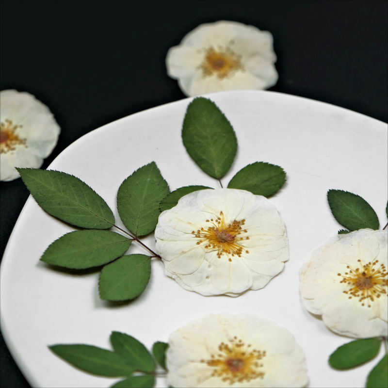 6pcs,9pcs,Nature White Rose Pr - Resin Craft Ideas 리뷰 및 가격