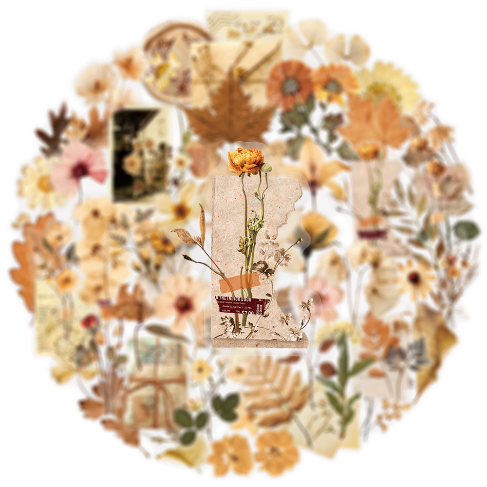 10/30/50pcs Transparent Dried  - Dried Flower Bulk 리뷰 및 가격